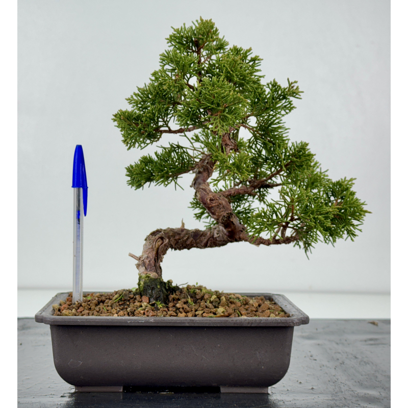 Juniperus chinensis itoigawa I-8297