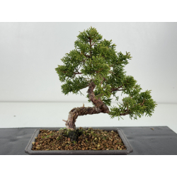 Juniperus chinensis itoigawa I-8297 vista 2