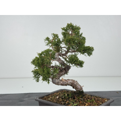 Juniperus chinensis itoigawa I-8297 vista 3