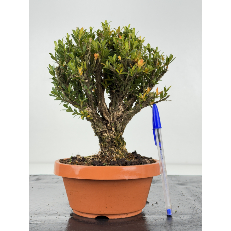 Buxus harlandii I-8298
