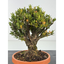 Buxus -boj- harlandii I-8298 vista 2