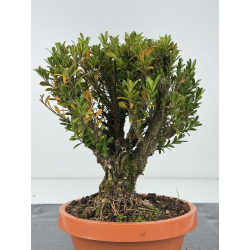 Buxus harlandii I-8298 view 3