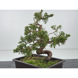 Juniperus chinensis itoigawa I-8299 vista 2
