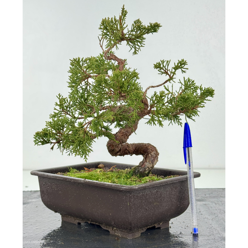 Juniperus chinensis itoigawa I-8299