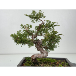 Juniperus chinensis itoigawa I-8299 vista 3