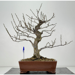 Prunus mume -flor rosa- I-8300