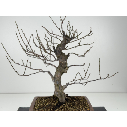 Prunus mume -flor rosa- I-8300 vista 2