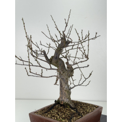 Prunus mume -flor rosa- I-8300 vista 3