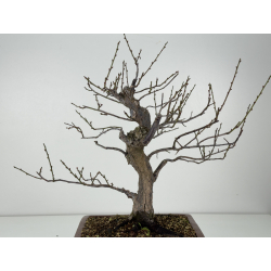 Prunus mume -flor rosa- I-8300 vista 4