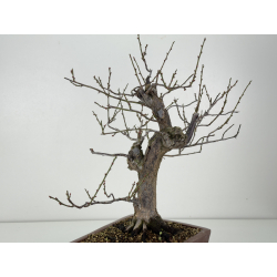 Prunus mume -flor rosa- I-8300 vista 5