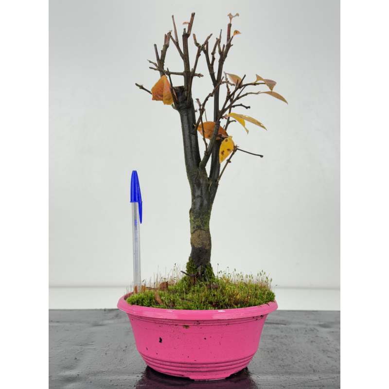 Pseudocydonia sinensis I-8301