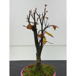 Pseudocydonia sinensis I-8301 vista 2