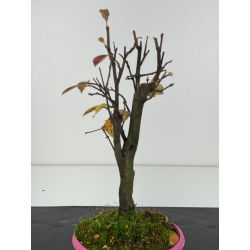 Pseudocydonia sinensis I-8301 vista 3