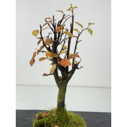 Pseudocydonia sinensis I-8302 vista 2