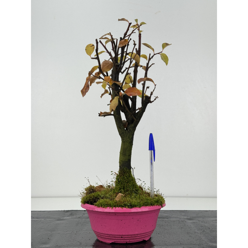 Pseudocydonia sinensis I-8302