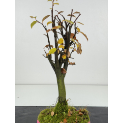 Pseudocydonia sinensis I-8302 vista 3