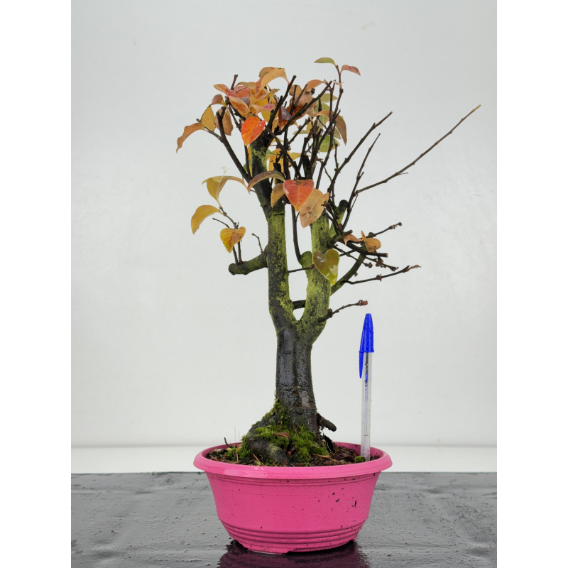 Pseudocydonia sinensis I-8303