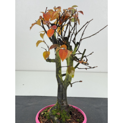 Pseudocydonia sinensis I-8303 vista 2