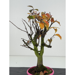 Pseudocydonia sinensis I-8303 vista 3