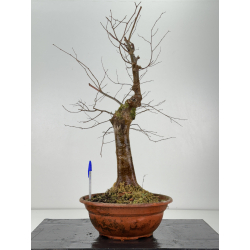 Zelkova serrata I-8304