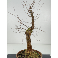 Zelkova serrata I-8304 vista 2