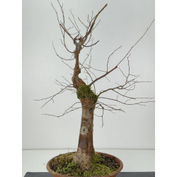 Zelkova serrata I-8304 vista 3