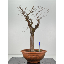 Zelkova serrata I-8305