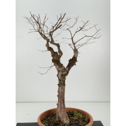 Zelkova serrata I-8305 vista 2