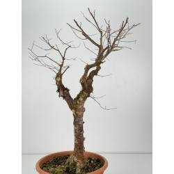 Zelkova serrata I-8305 vista 3