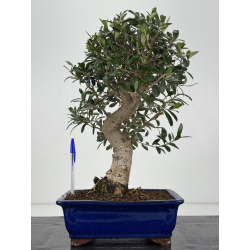 Olea europaea -olivo- I-8306