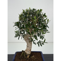 Olea europaea  I-8306 view 2