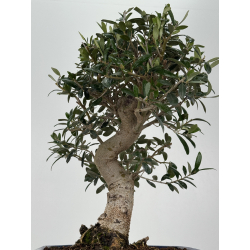 Olea europaea -olivo- I-8306 vista 3