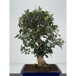 Olea europaea  I-8306 view 4
