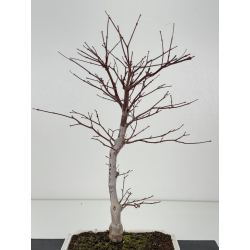 Acer palmatum shojo-nomura I-8308 vista 2
