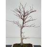 Acer palmatum shojo-nomura I-8308 vista 2