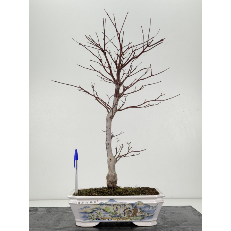 Acer palmatum shojo-nomura I-8308