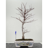 Acer palmatum shojo-nomura I-8308