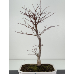 Acer palmatum shojo-nomura I-8308 vista 3