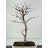 Acer palmatum shojo-nomura I-8308 vista 3