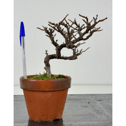 Chaenomeles chojubai I-8309