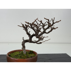 Chaenomeles chojubai I-8309 vista 2