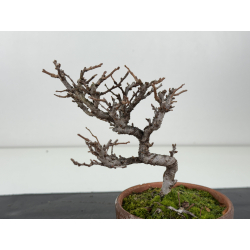 Chaenomeles chojubai I-8309 vista 3