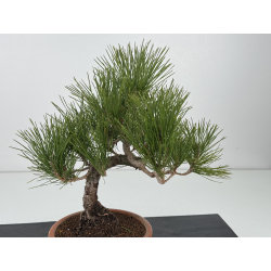 Pinus thunbergii  I-8310 view 2
