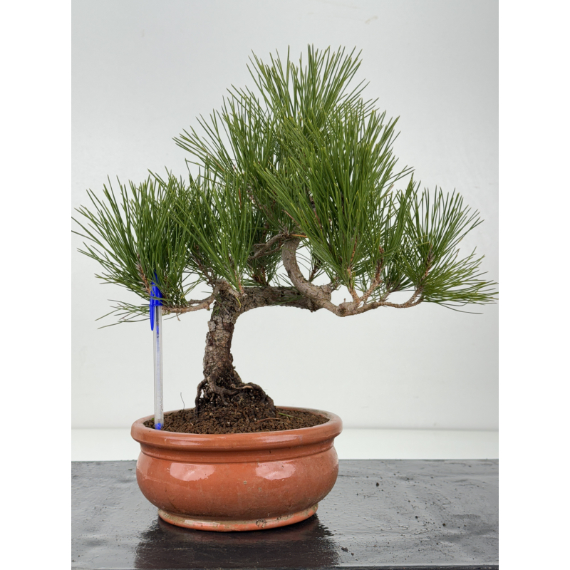 Pinus thunbergii -pino negro japonés- I-8310