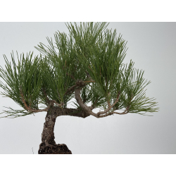 Pinus thunbergii  I-8310 view 3