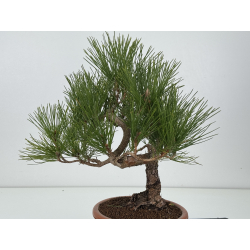 Pinus thunbergii  I-8310 view 4