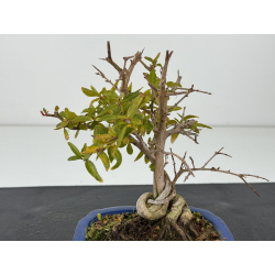 Punica granatum nejikan I-8311 view 2