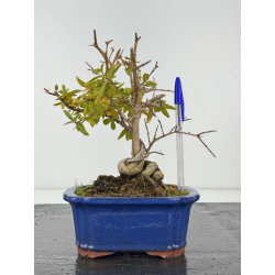 Punica granatum nejikan I-8311