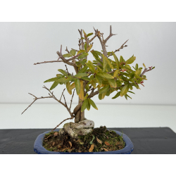 Punica granatum -granado- nejikan I-8311 vista 3