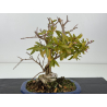 Punica granatum -granado- nejikan I-8311 vista 3